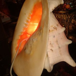 OKYANUS MİDYESİ
