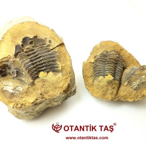 TRİLOBİT FOSİL KAYA