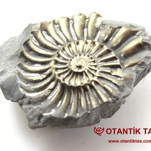 AMMONİT PİRİT