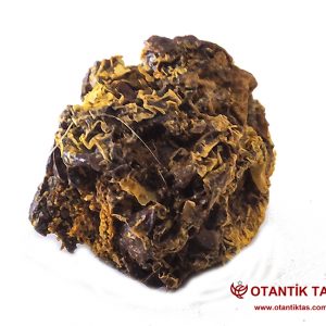 Rudraksha